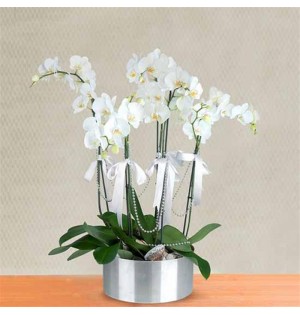 beşli beyaz orkideler meta saksıda